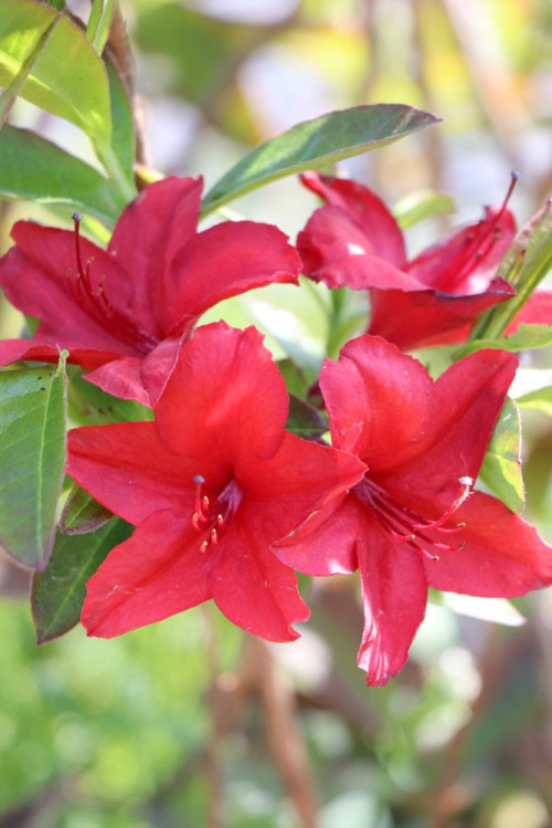 detail Azalka dřevitá 'Nabucco'