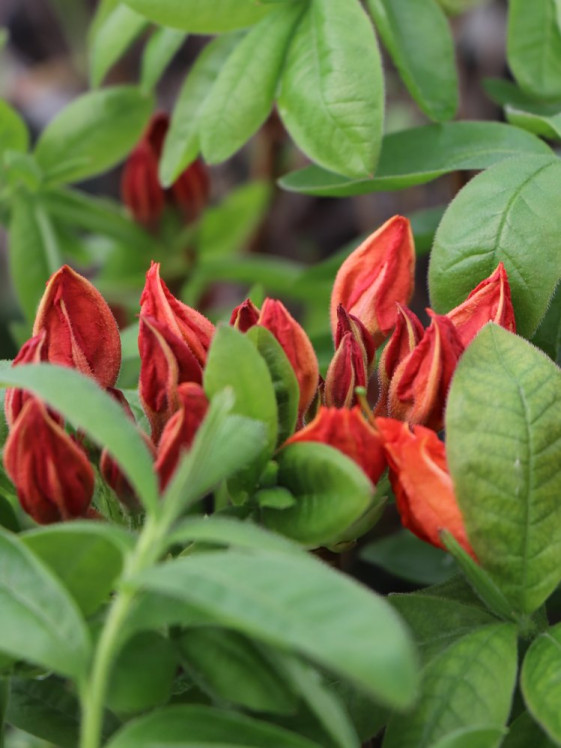 detail Azalka 'Feuerwerk'