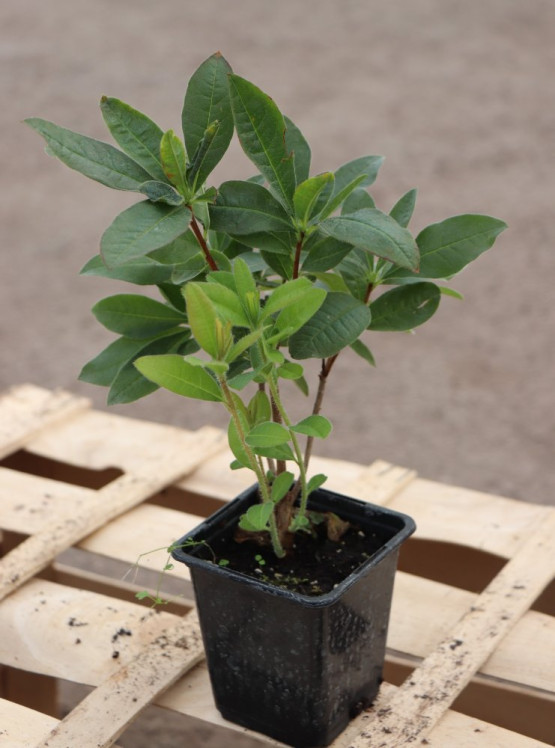 detail Azalka 'Feuerwerk'