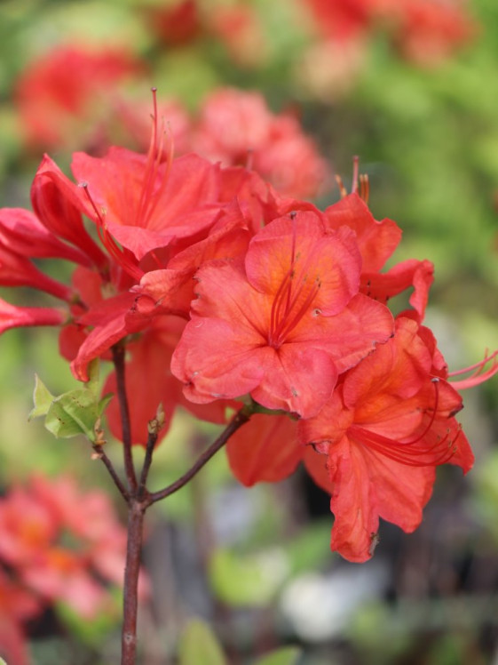 detail Azalka 'Feuerwerk'