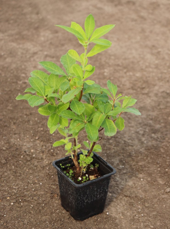 detail Azalka knaphill 'Homebush'