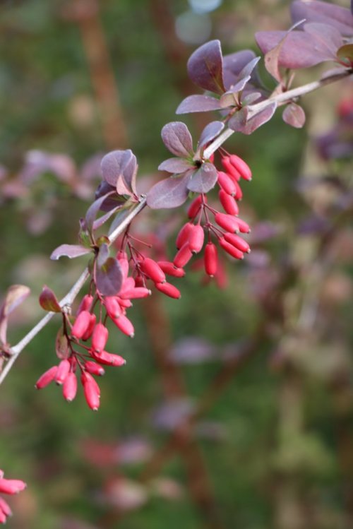 detail Dřišťál Ottawský 'Superba'