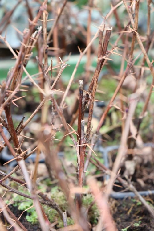 detail Dřišťál Ottawský 'Superba'