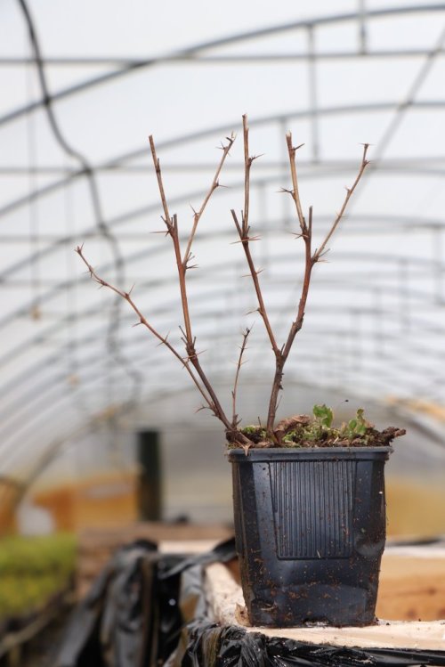 detail Dřišťál Ottawský 'Superba'