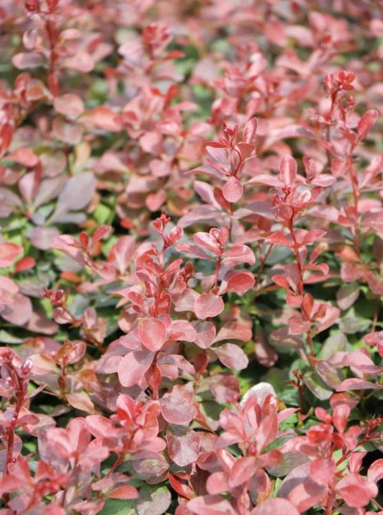 detail Dřišťál Thunbergův 'Atropurpurea Nana'