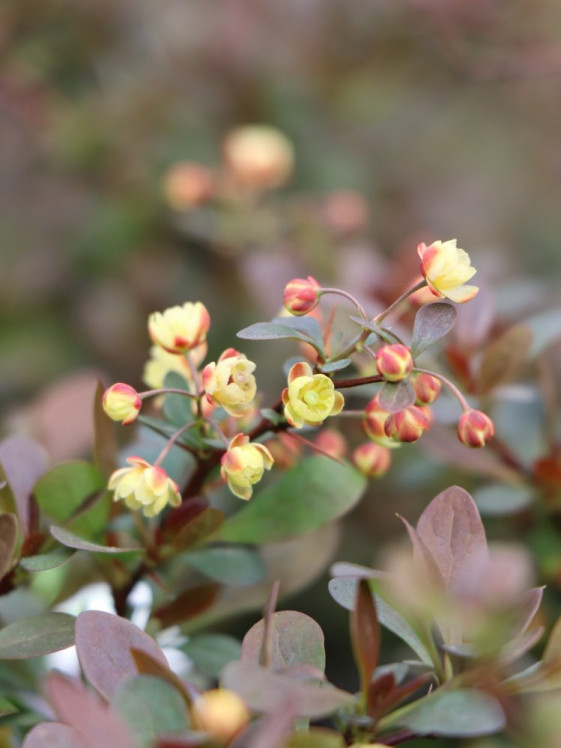 detail Dřišťál Thunbergův 'Atropurpurea Nana'