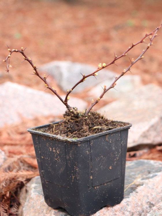 detail Dřišťál Thunbergův 'Atropurpurea Nana'