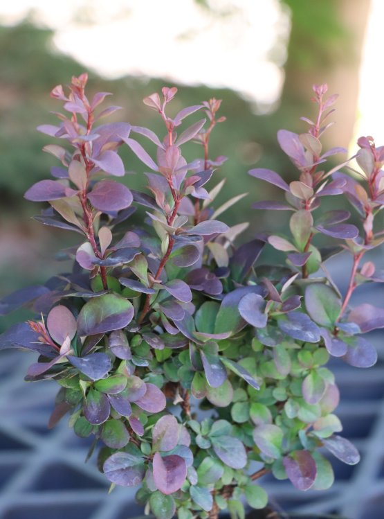 detail Dřišťál Thunber.'Concorde'