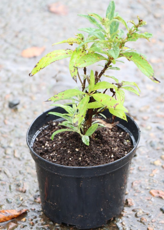 detail Komule Davidova Butterfly Candy® 'Little Lila'