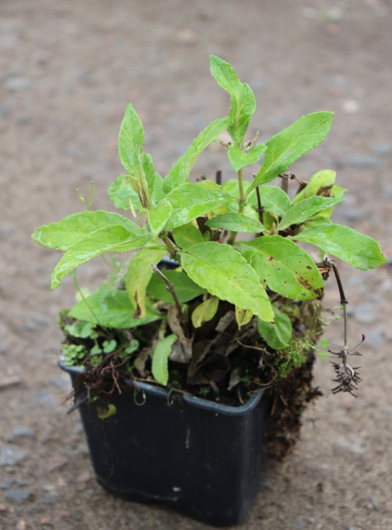 detail Komule davidova Butterfly Candy ®'Little Pink'