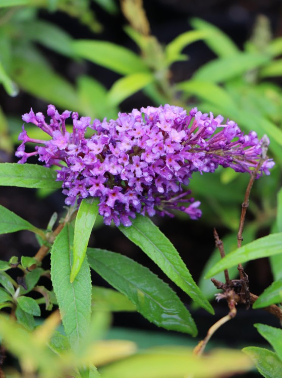 detail Komule davidova Butterfly Candy ®'Little Purple'