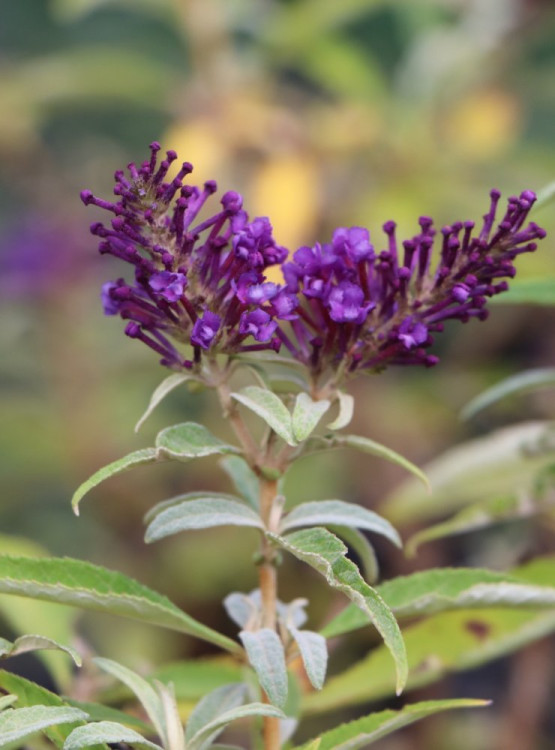 detail Komule davidova Butterfly Candy ®'Little Purple'