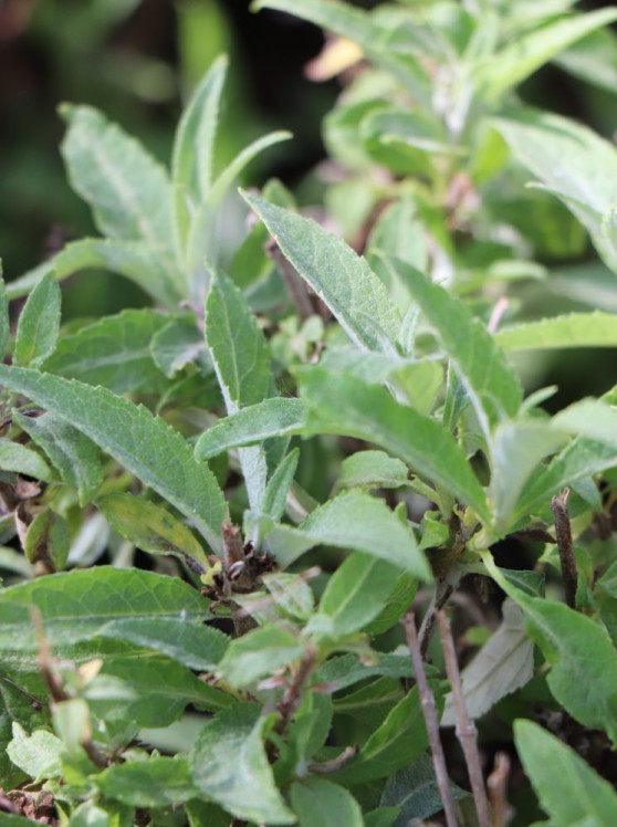 detail Komule davidova Butterfly Candy ®'Little Purple'