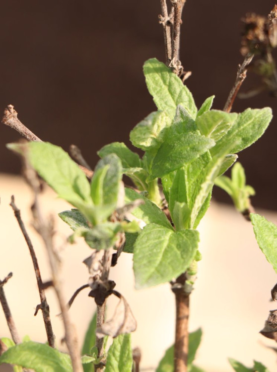 detail Komule davidova Buterfly Candy ® 'Little White'
