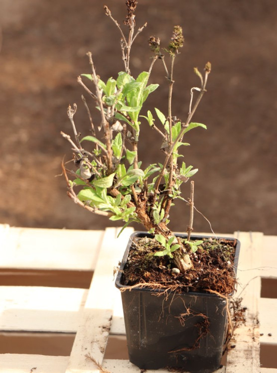 detail Komule davidova Buterfly Candy ® 'Little White'