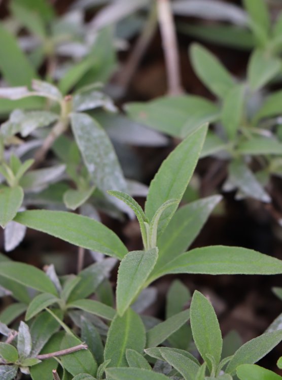 detail Komule Davidova 'Black Knight'