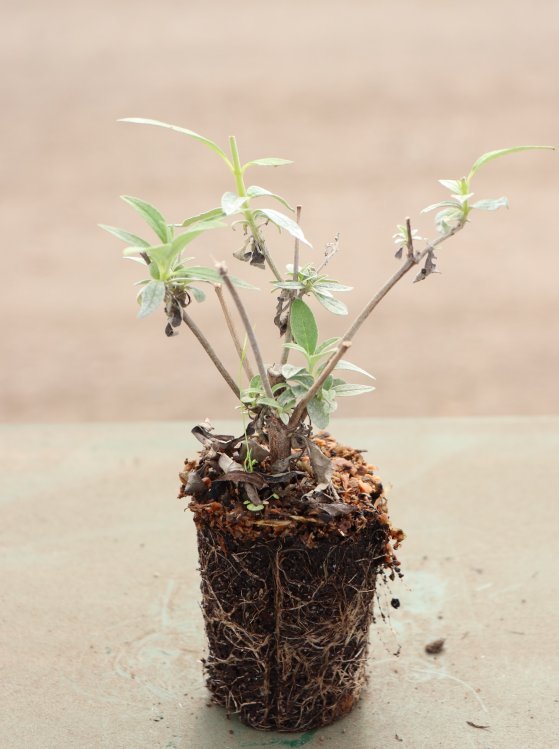 detail Komule Davidova 'Black Knight'