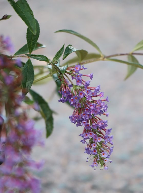 detail Komule Davidova 'Nanho Purple'