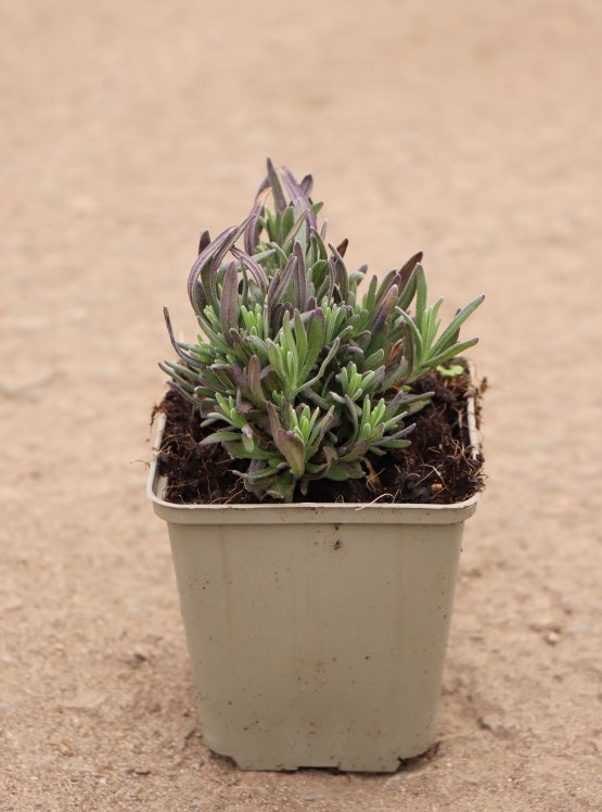 detail Levandule lékařská 'Rosea'