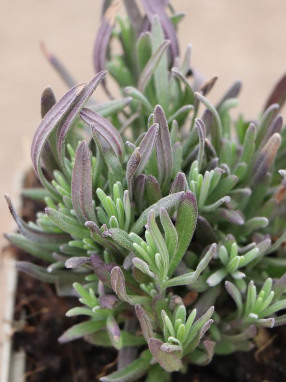 detail Levandule lékařská 'Rosea'