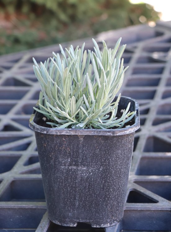 detail Levandule prostřední 'Edelweiss'