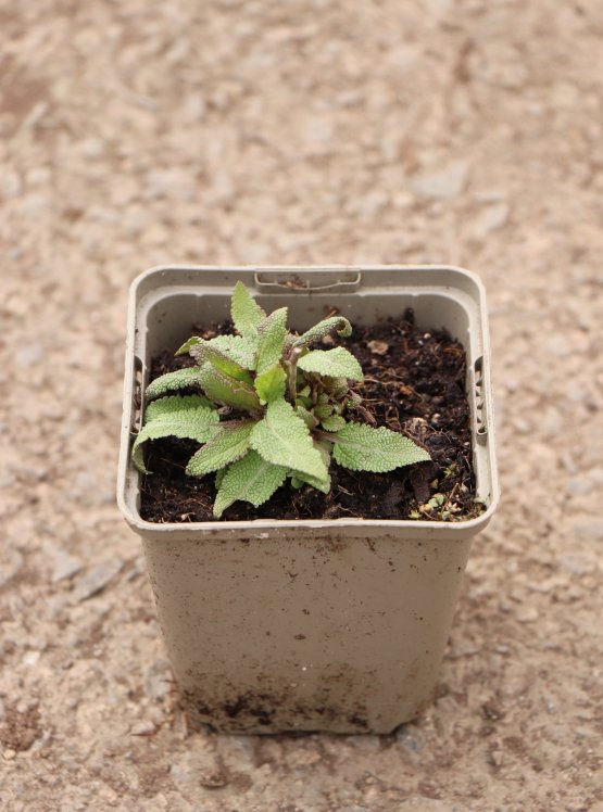 detail Šalvěj nádherná 'Bordeau Rose'