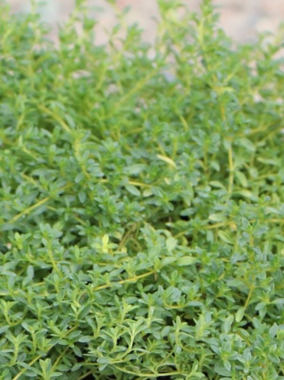detail Mateřídouška časná 'Albiflorus'