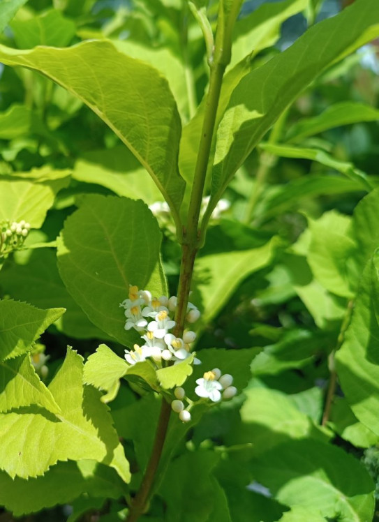 detail Krásnoplodka Bodinierova 'Mag® Snowstar´