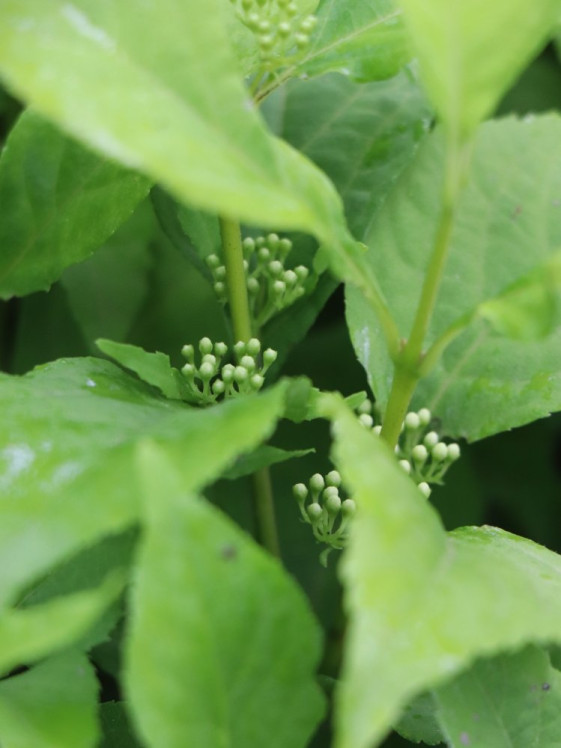 detail Krásnoplodka Bodinierova 'Mag® Snowstar´