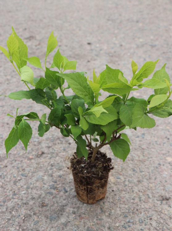 detail Krásnoplodka Bodinierova 'Mag® Snowstar´