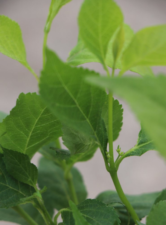 detail Krásnoplodka Bodinierova 'Mag® Snowstar´