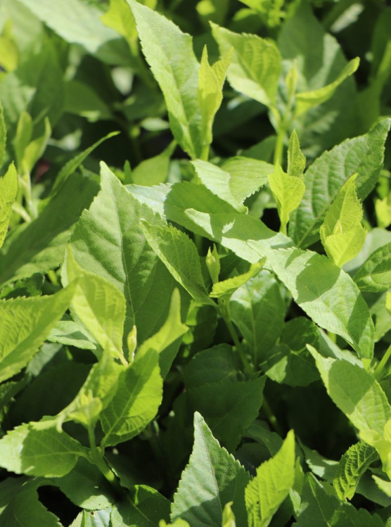 detail Krásnoplodka Bodinierova 'Mag® Snowstar´