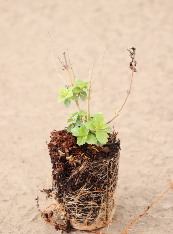 detail Ořechokřídlec clandonský 'Good as Gold´®