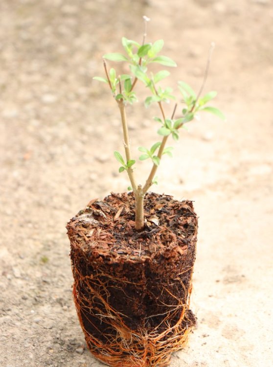 detail Ořechokřídlec clandonský 'Heavenly Blue'