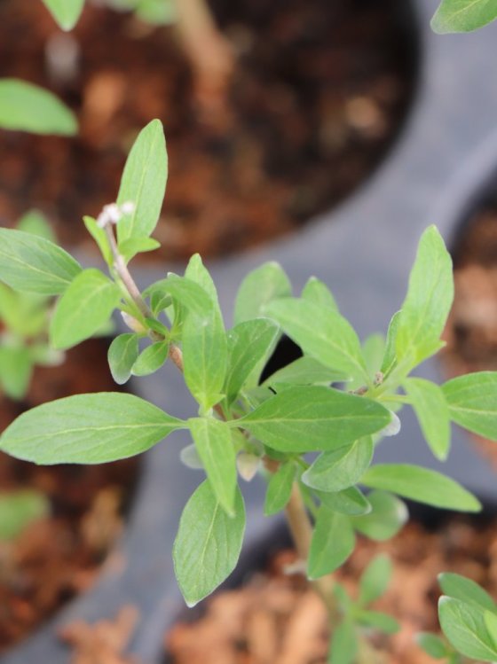 detail Ořechokřídlec clandonský 'Heavenly Blue'