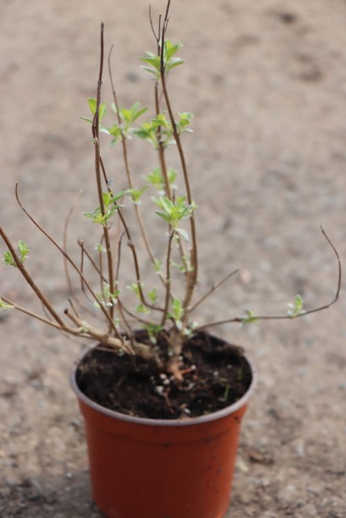 detail Ořechokřídlec clandonský 'Heavenly Blue'