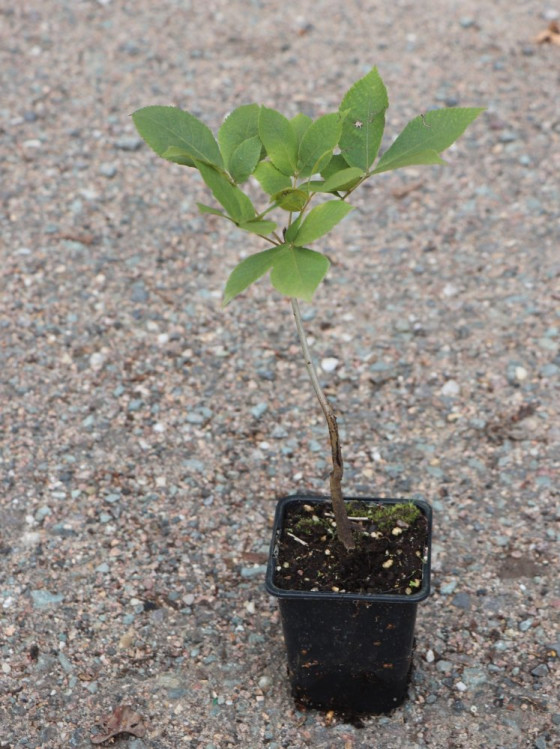 detail Ořechovec vejčitý