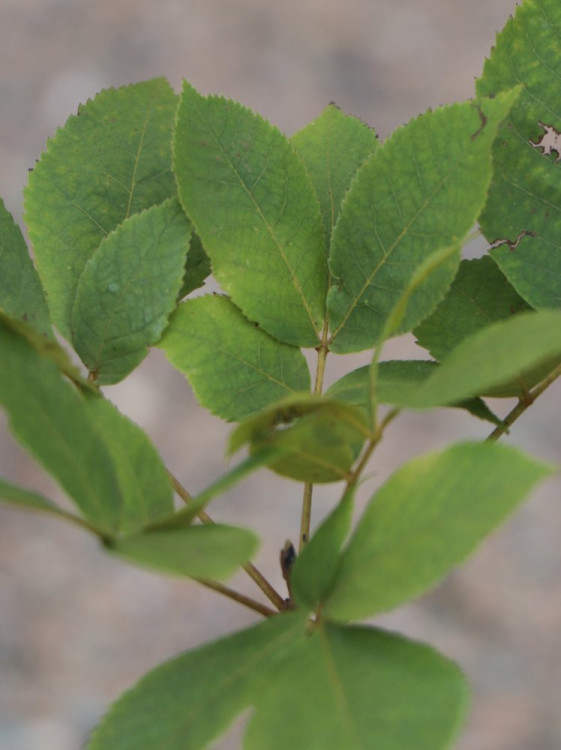 detail Ořechovec vejčitý