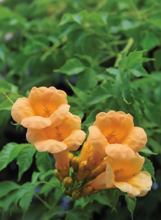 detail Křivouš/trubač kořenující ´Flava´