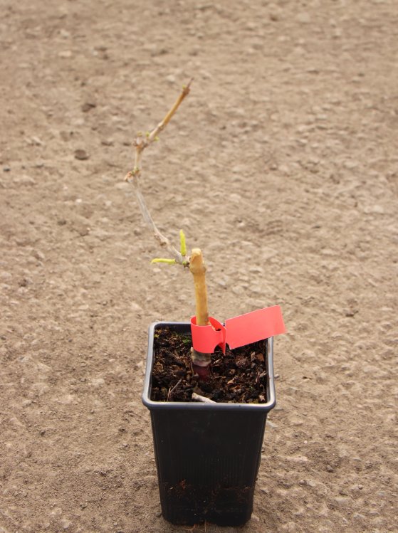 detail Křivouš/trubač kořenující ´Flava´