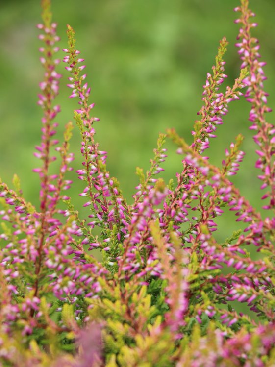 detail Vřes obecný 'Bonita'