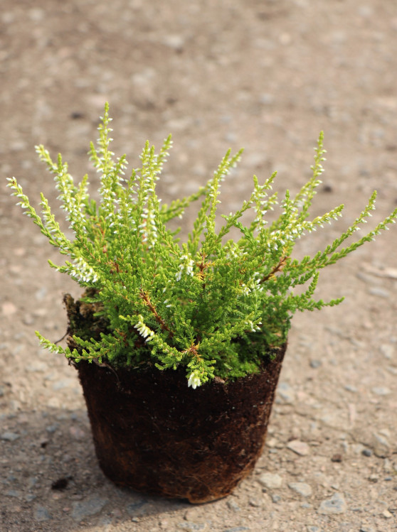 detail Vřes obecný 'Sandy' (S)