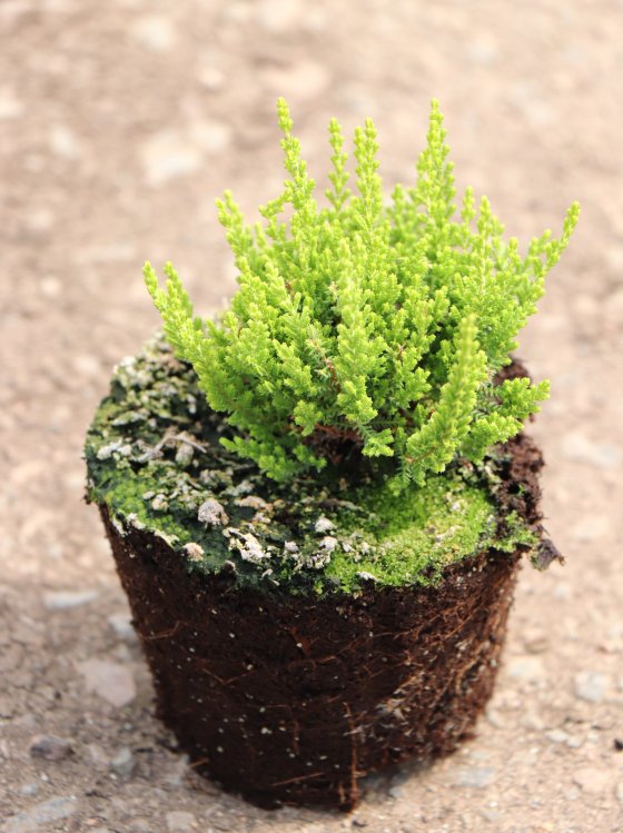 detail Vřes obecný 'Zeta'