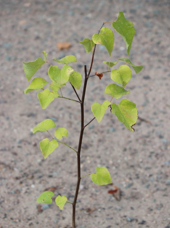 detail Zmarlika kanadská