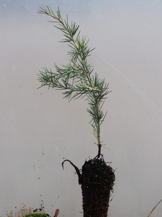 detail Cedr libanonský