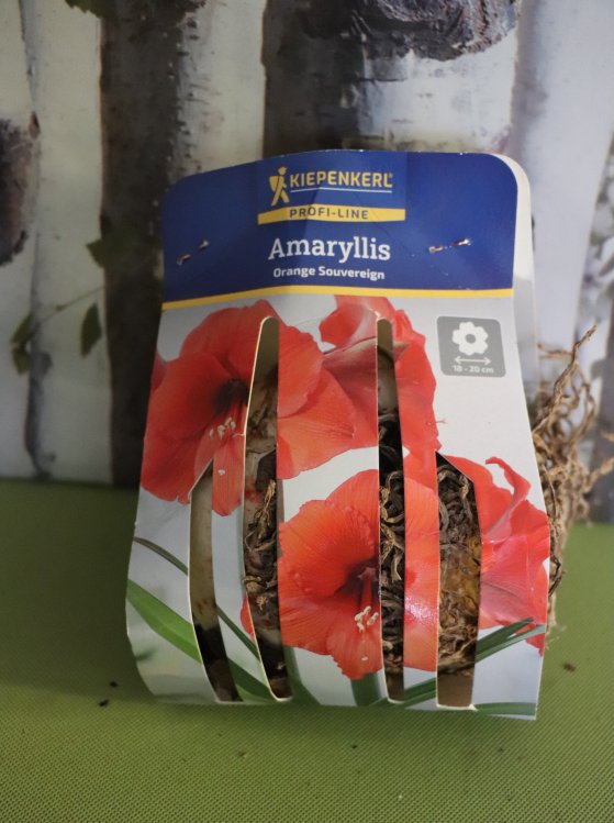 detail Amarylis Orange Souvereign