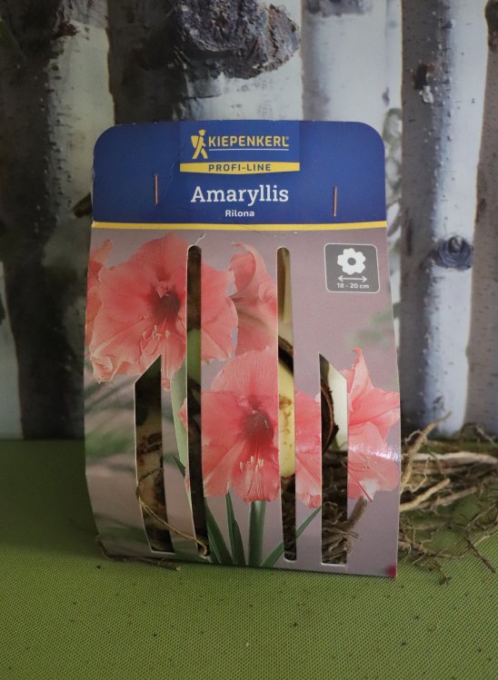detail Amarylis Rilona