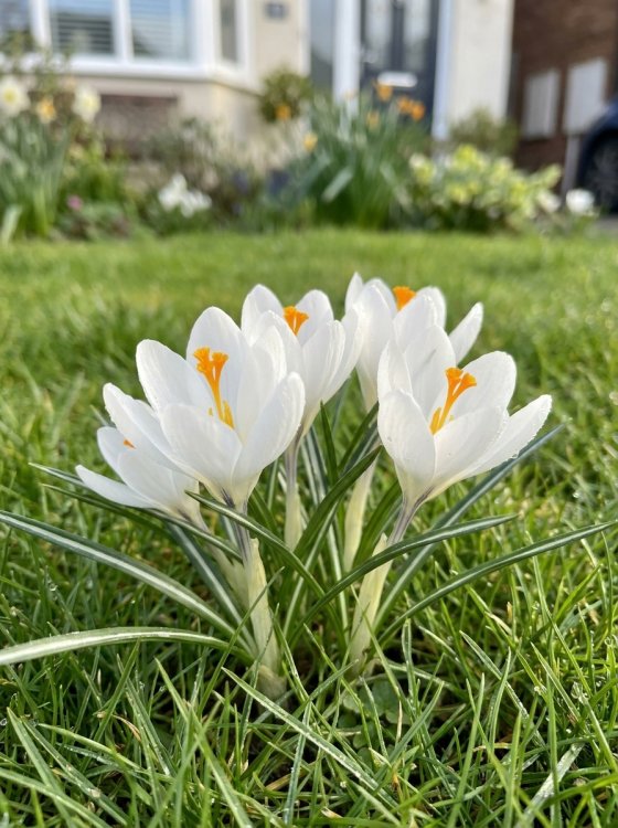 detail Krokus 'Miss Vain'