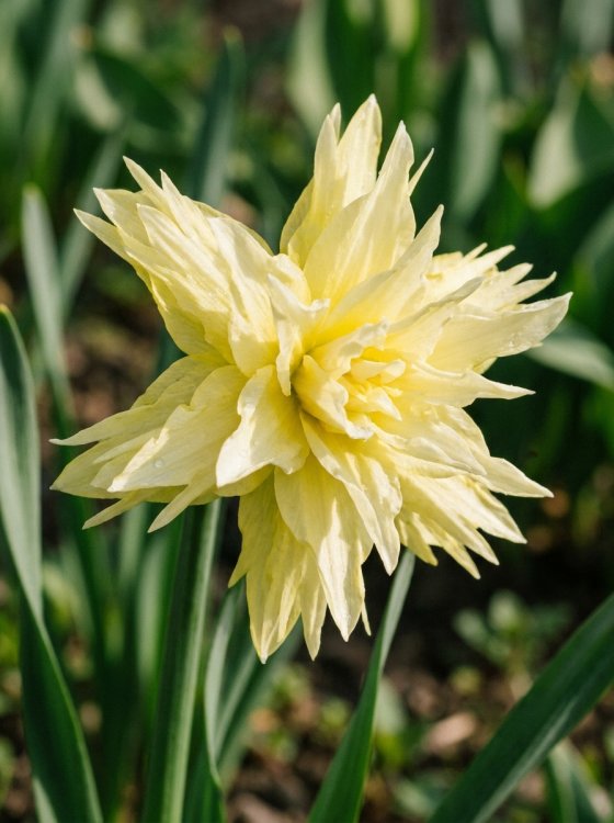detail Dvojitý narcis 'Rip van Winkle'