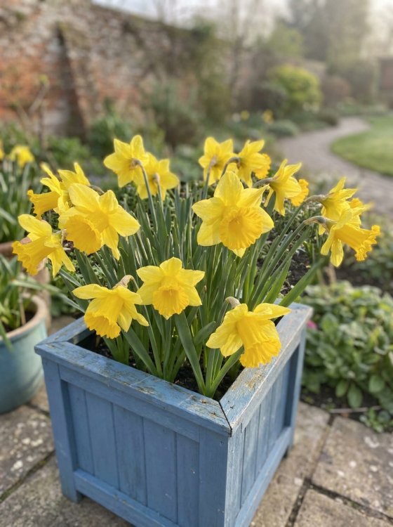 detail Narcis 'Dutch Master'